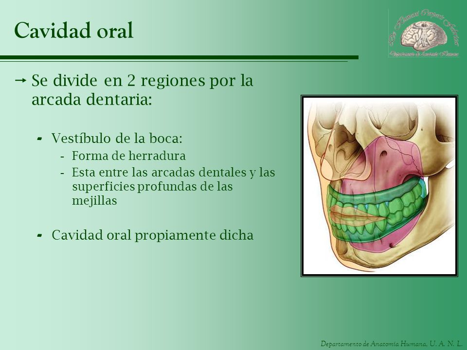 Cavidad oral Se divide en 2 regiones por la arcada dentaria: