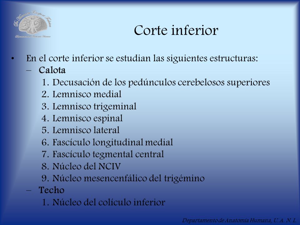 Corte inferior En el corte inferior se estudian las siguientes estructuras: Calota. Decusación de los pedúnculos cerebelosos superiores.