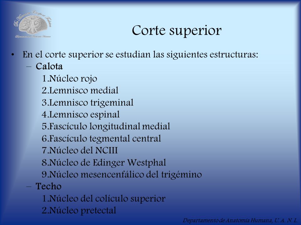 Corte superior En el corte superior se estudian las siguientes estructuras: Calota. Núcleo rojo. Lemnisco medial.