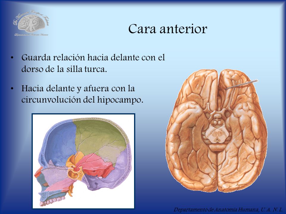 Cara anterior Guarda relación hacia delante con el dorso de la silla turca.