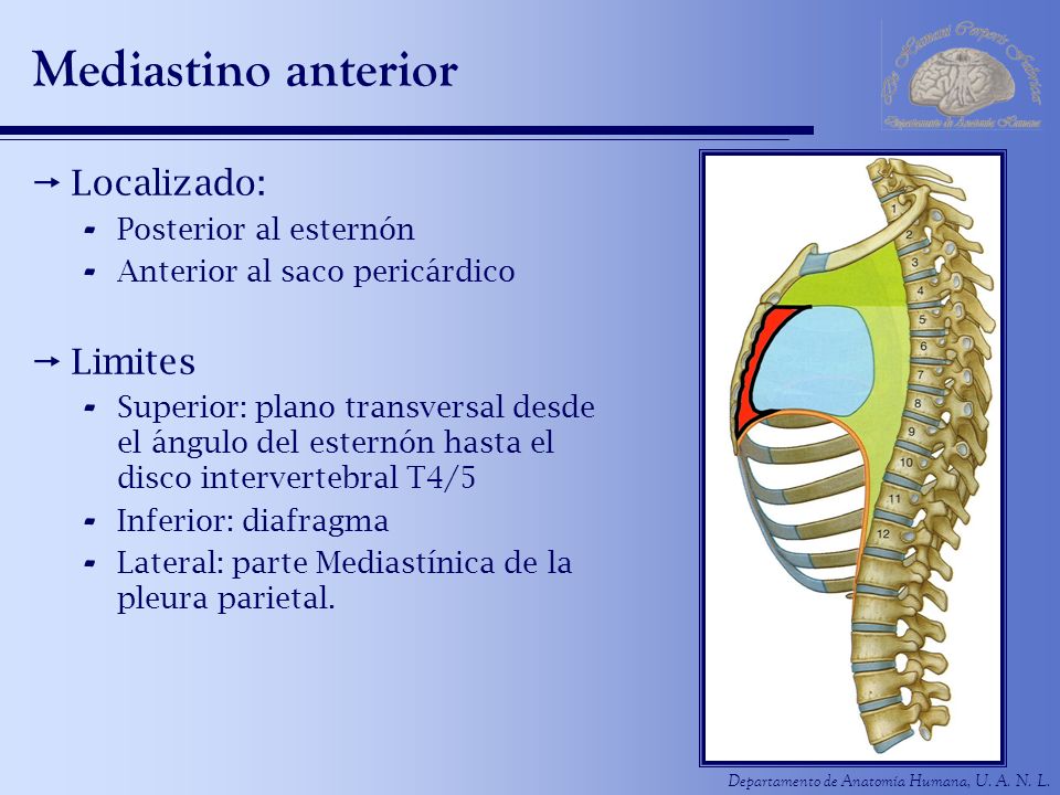 Mediastino anterior Localizado: Limites Posterior al esternón