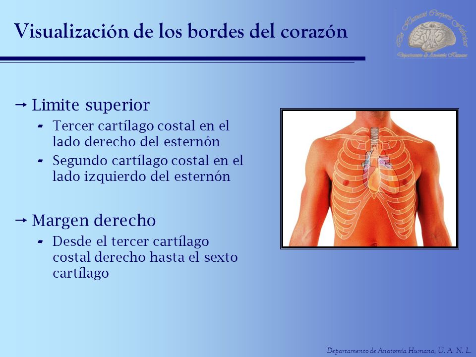 Visualización de los bordes del corazón