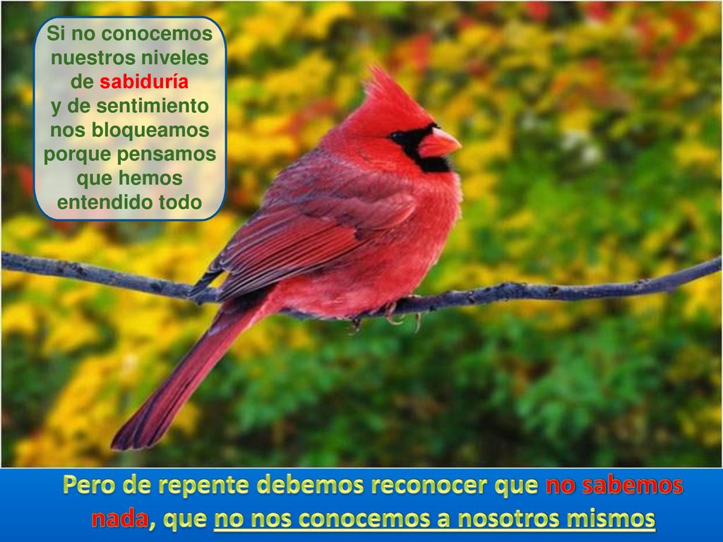 Si no conocemos nuestros niveles. de sabiduría. y de sentimiento. nos bloqueamos. porque pensamos.