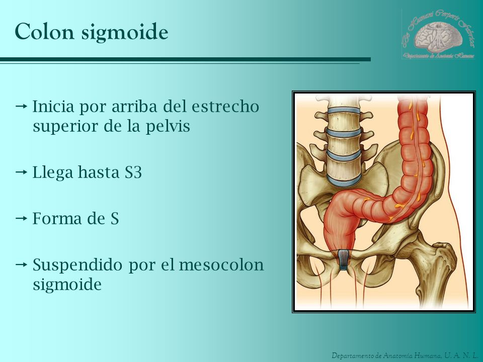 Colon sigmoide Inicia por arriba del estrecho superior de la pelvis