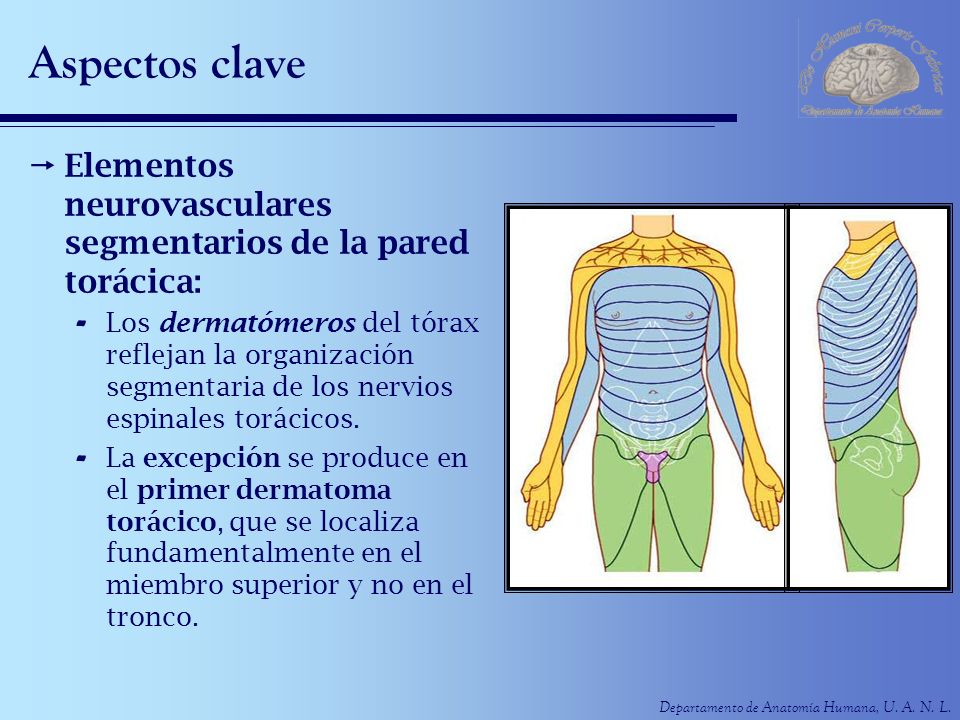 Aspectos clave Elementos neurovasculares segmentarios de la pared torácica: