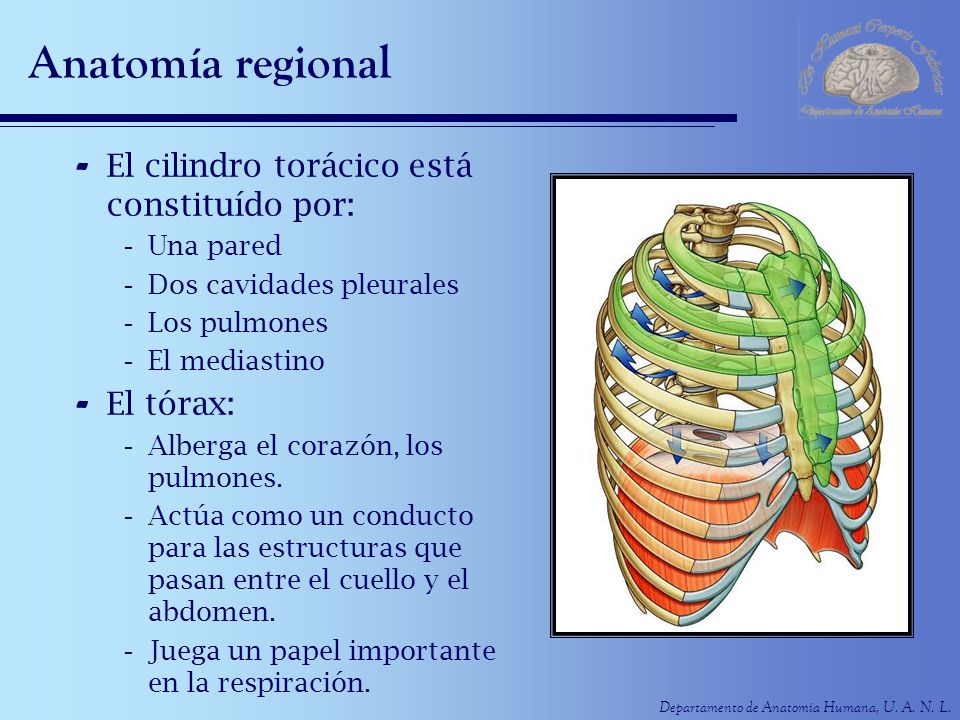 Anatomía regional El cilindro torácico está constituído por: El tórax: