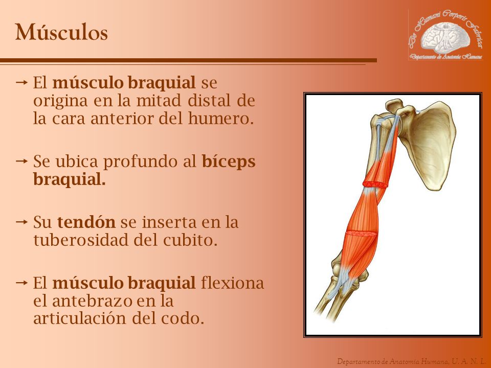 Músculos El músculo braquial se origina en la mitad distal de la cara anterior del humero. Se ubica profundo al bíceps braquial.