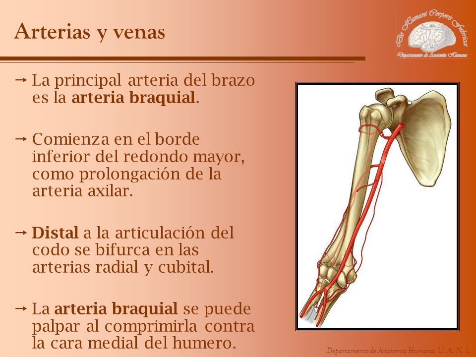 Arterias y venas La principal arteria del brazo es la arteria braquial.