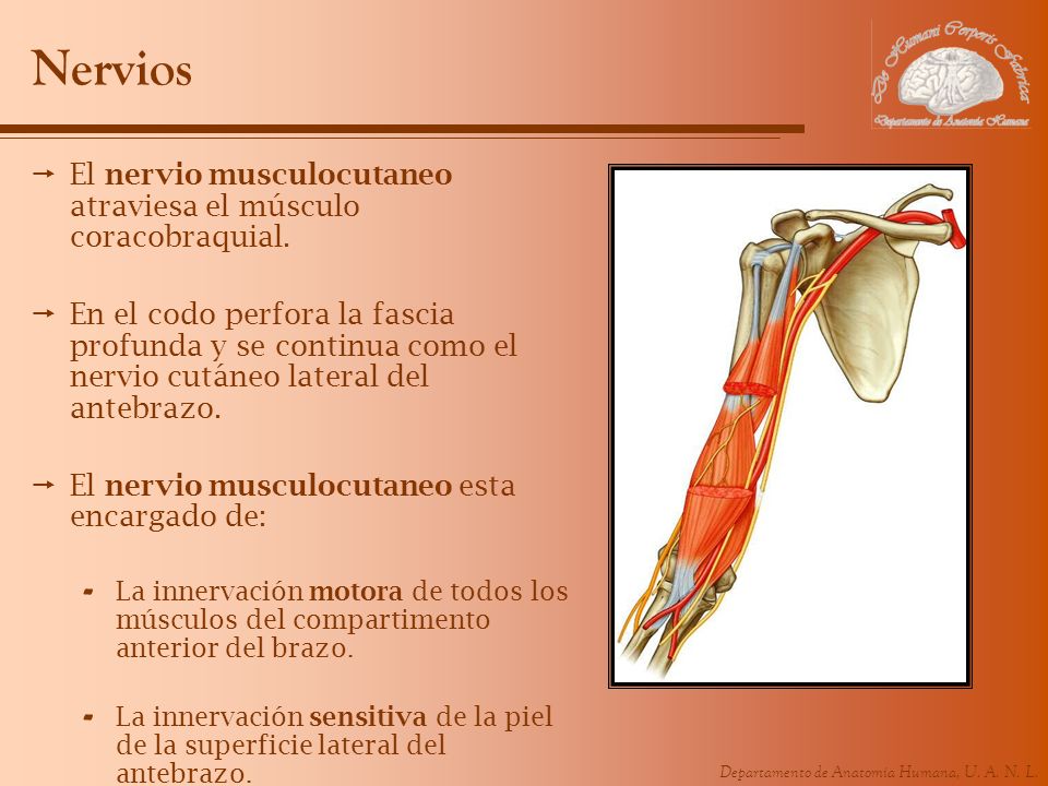 Nervios El nervio musculocutaneo atraviesa el músculo coracobraquial.