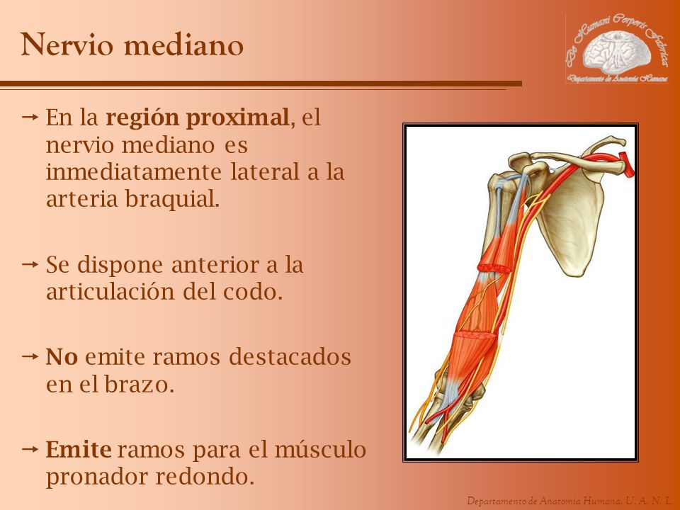 Nervio mediano En la región proximal, el nervio mediano es inmediatamente lateral a la arteria braquial.