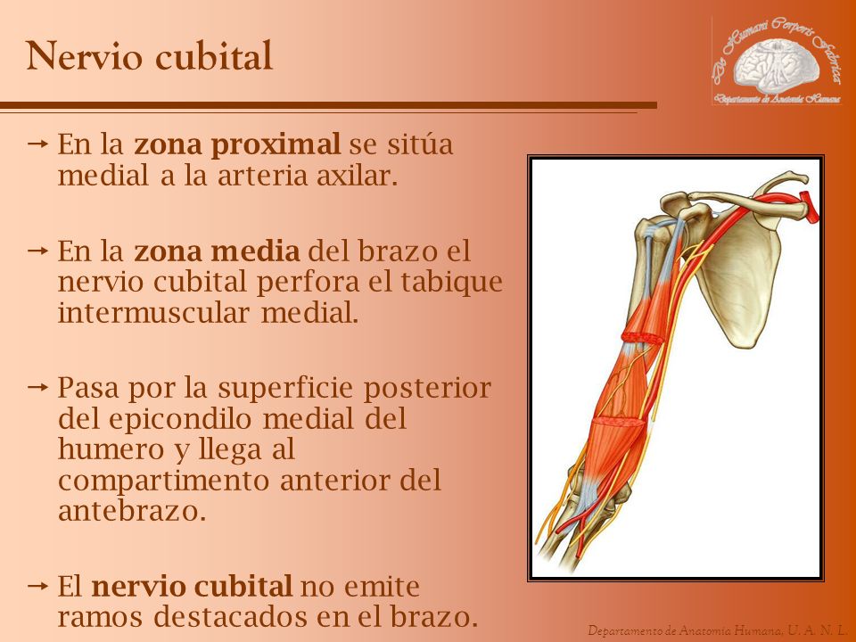 Nervio cubital En la zona proximal se sitúa medial a la arteria axilar.