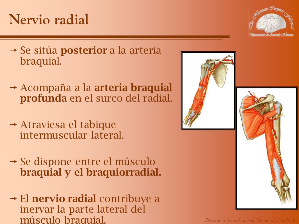 Nervio radial Se sitúa posterior a la arteria braquial.