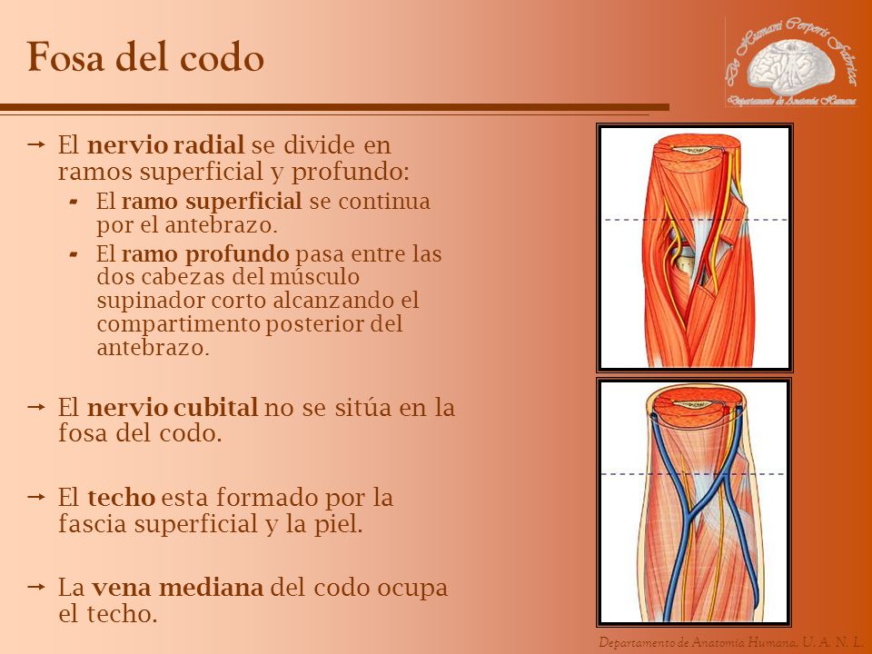 Fosa del codo El nervio radial se divide en ramos superficial y profundo: El ramo superficial se continua por el antebrazo.
