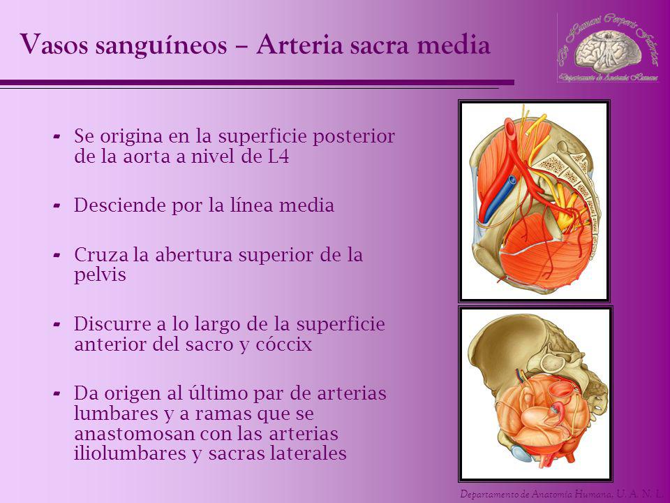 Vasos sanguíneos – Arteria sacra media