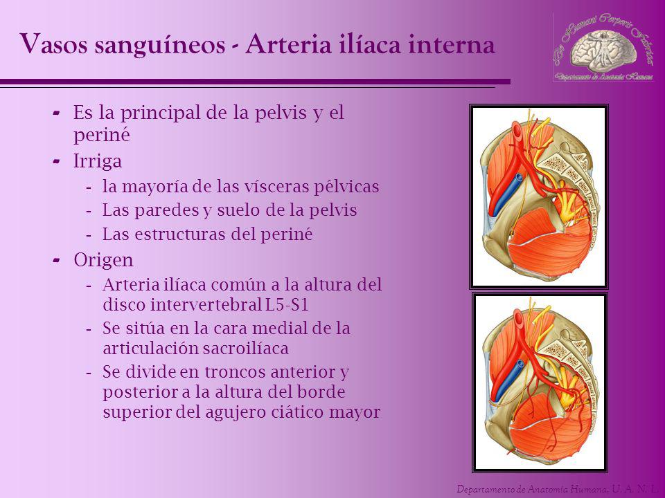 Vasos sanguíneos - Arteria ilíaca interna
