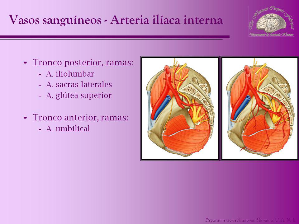 Vasos sanguíneos - Arteria ilíaca interna