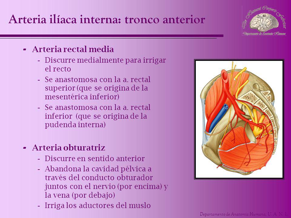 Arteria ilíaca interna: tronco anterior