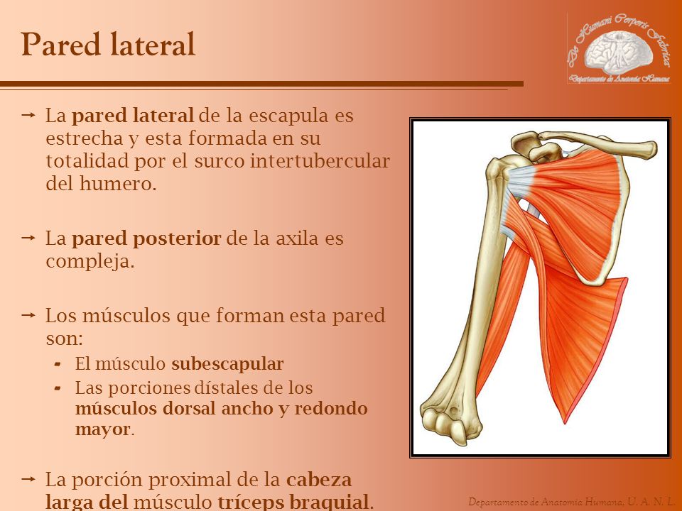 Pared lateral La pared lateral de la escapula es estrecha y esta formada en su totalidad por el surco intertubercular del humero.