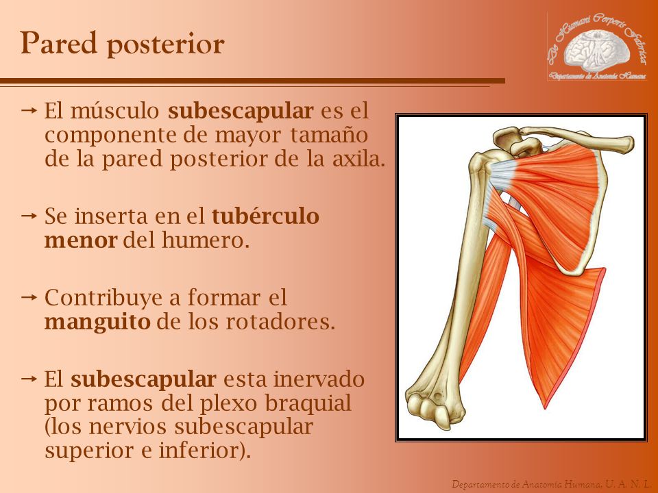 Pared posterior El músculo subescapular es el componente de mayor tamaño de la pared posterior de la axila.