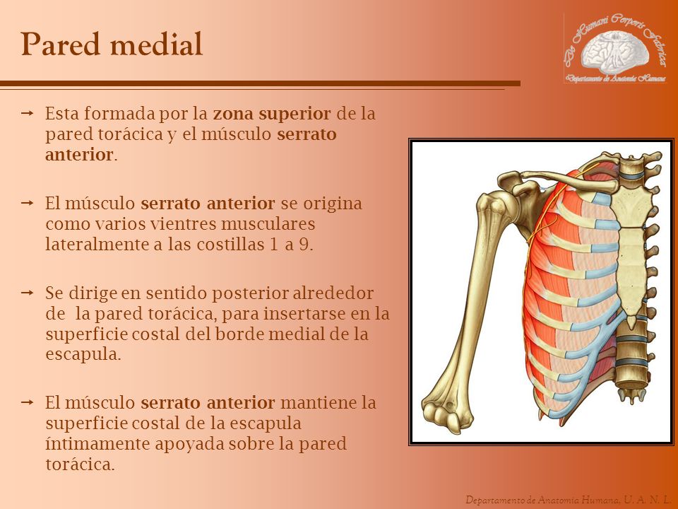Pared medial Esta formada por la zona superior de la pared torácica y el músculo serrato anterior.