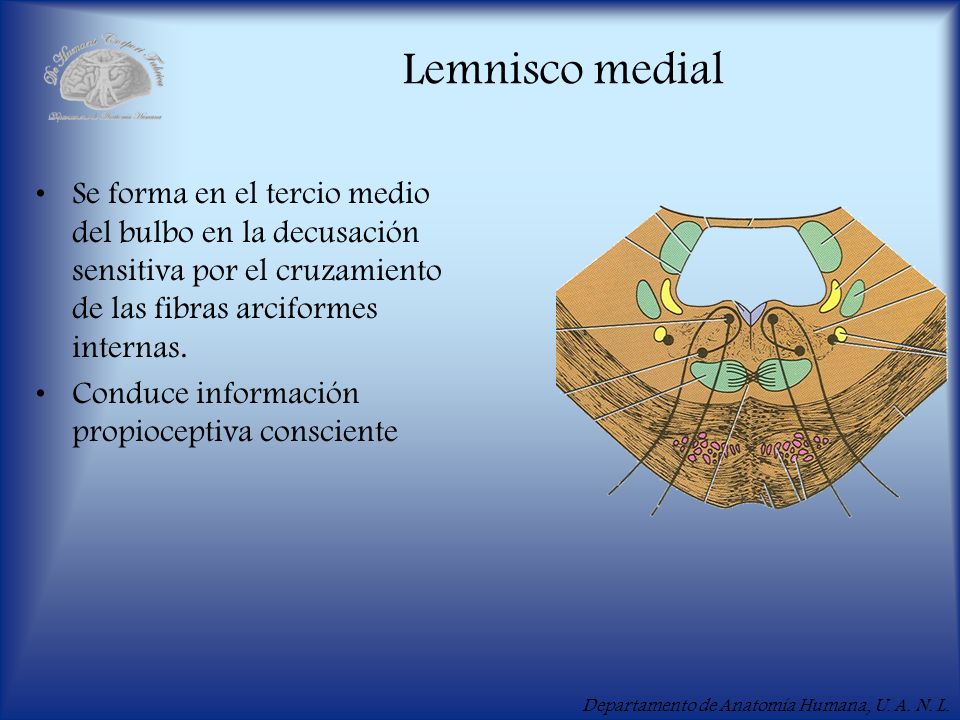 Lemnisco medial Se forma en el tercio medio del bulbo en la decusación sensitiva por el cruzamiento de las fibras arciformes internas.