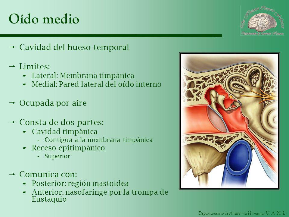 Oído medio Cavidad del hueso temporal Limites: Ocupada por aire