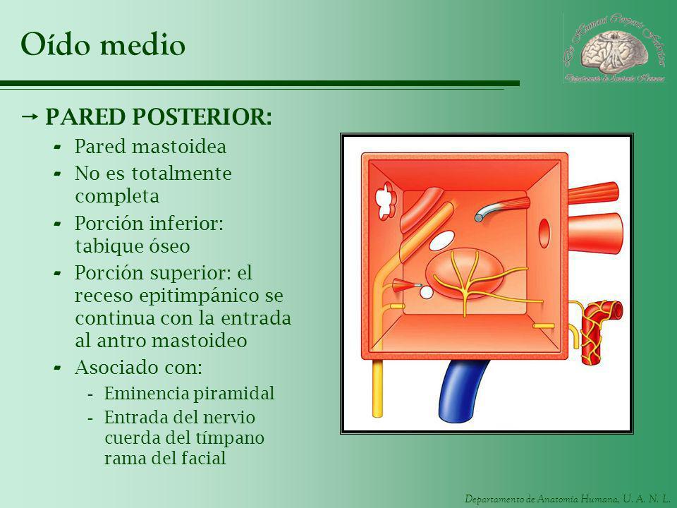 Oído medio PARED POSTERIOR: Pared mastoidea No es totalmente completa