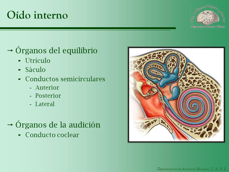 Oído interno Órganos del equilibrio Órganos de la audición Utrículo