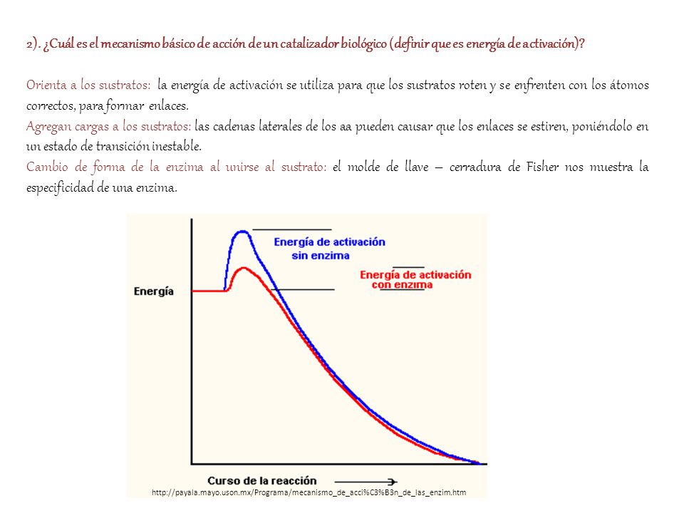 2). ¿Cuál es el mecanismo básico de acción de un catalizador biológico (definir que es energía de activación)