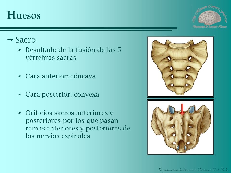 Huesos Sacro Resultado de la fusión de las 5 vértebras sacras