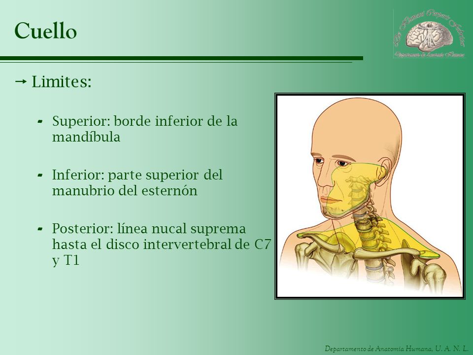 Cuello Limites: Superior: borde inferior de la mandíbula