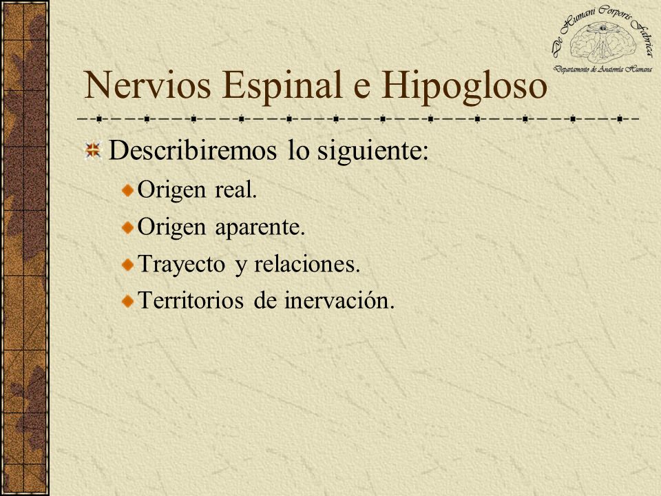 Nervios Espinal e Hipogloso