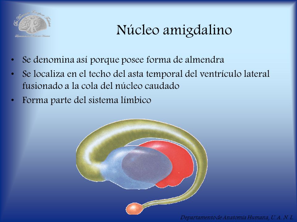 Núcleo amigdalino Se denomina así porque posee forma de almendra
