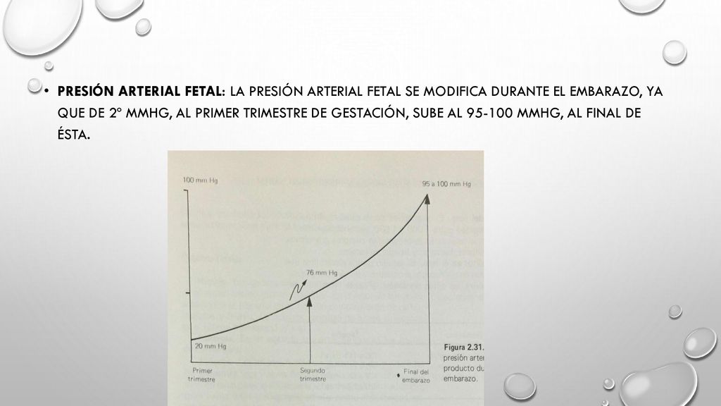 Presión arterial fetal: la presión arterial fetal se modifica durante el embarazo, ya que de 2º mmhg, al primer trimestre De gestación, Sube al Mmhg, al final de ésta.