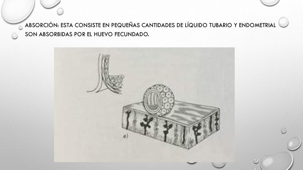 Absorción: Esta consiste en pequeñas cantidades de líquido tubario y endometrial son absorbidas por el huevo fecundado.
