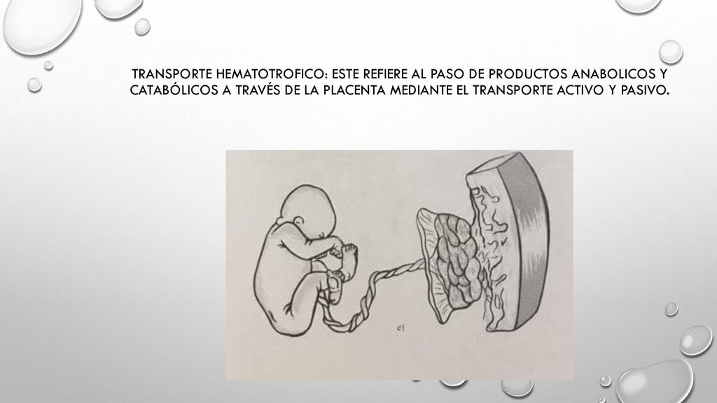 Transporte hematotrofico: Este refiere al paso de productos anabolicos y catabólicos a través de la placenta mediante el transporte activo y pasivo.