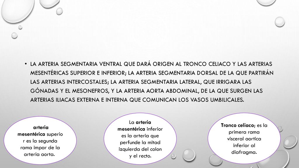 la arteria segmentaria ventral que dará origen al tronco celiaco y las arterias mesentéricas superior e inferior; la arteria segmentaria dorsal de la que partirán las arterias intercostales; la arteria segmentaria lateral, que irrigara las gónadas y el mesonefros, y la arteria aorta abdominal, de la que surgen las arterias iliacas externa e interna que comunican los vasos umbilicales.