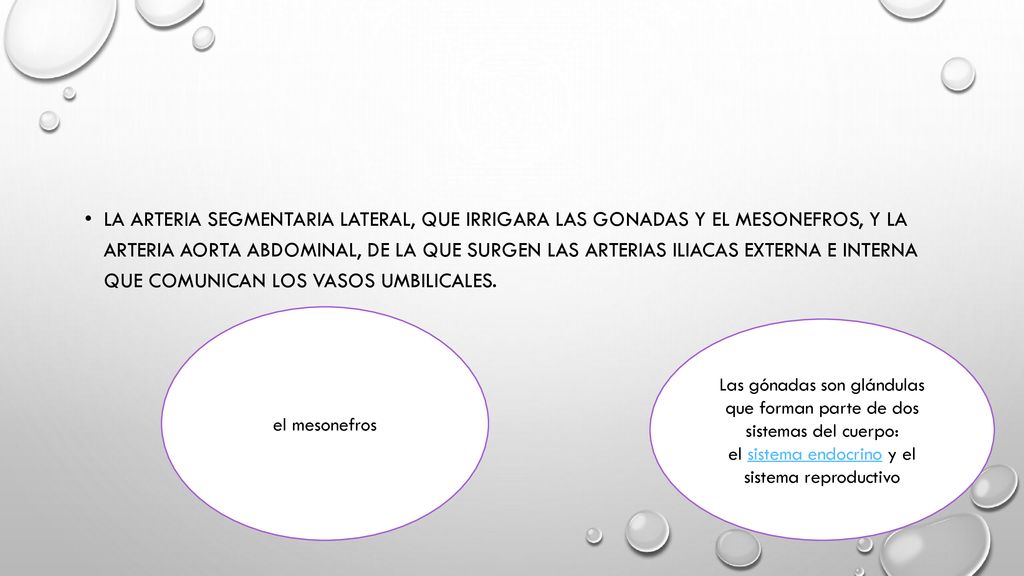 la arteria segmentaria lateral, que irrigara las gonadas y el mesonefros, y la arteria aorta abdominal, de la que surgen las arterias iliacas externa e interna que comunican los vasos umbilicales.