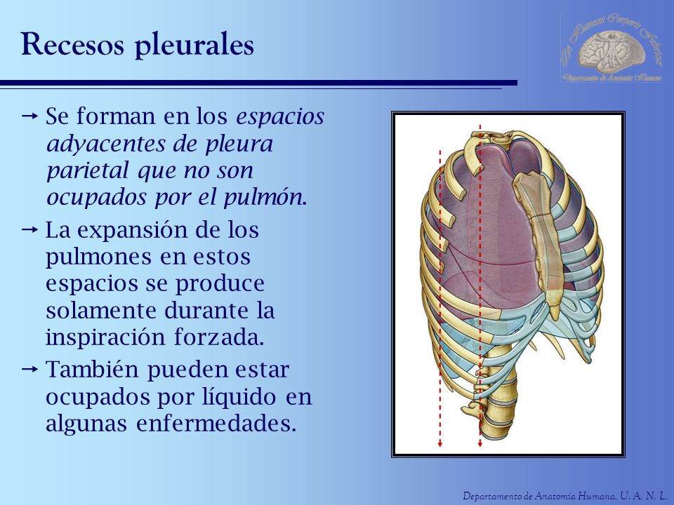 Recesos pleurales Se forman en los espacios adyacentes de pleura parietal que no son ocupados por el pulmón.