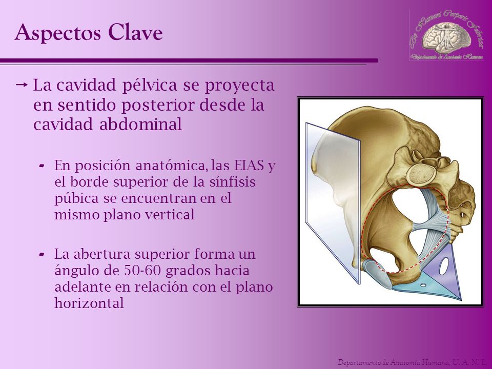 Aspectos Clave La cavidad pélvica se proyecta en sentido posterior desde la cavidad abdominal.