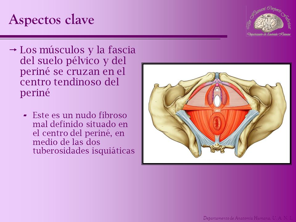 Aspectos clave Los músculos y la fascia del suelo pélvico y del periné se cruzan en el centro tendinoso del periné.