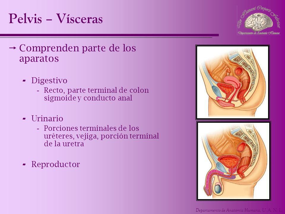 Pelvis – Vísceras Comprenden parte de los aparatos Digestivo Urinario