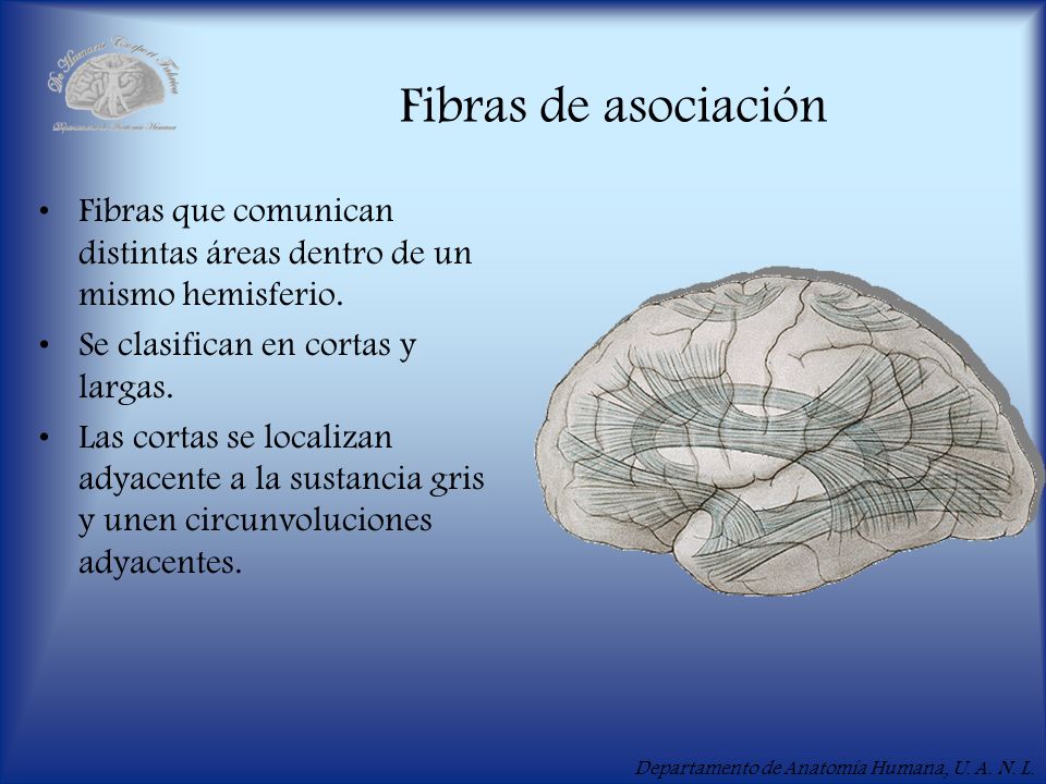 Fibras de asociación Fibras que comunican distintas áreas dentro de un mismo hemisferio. Se clasifican en cortas y largas.