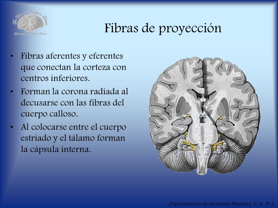 Fibras de proyección Fibras aferentes y eferentes que conectan la corteza con centros inferiores.