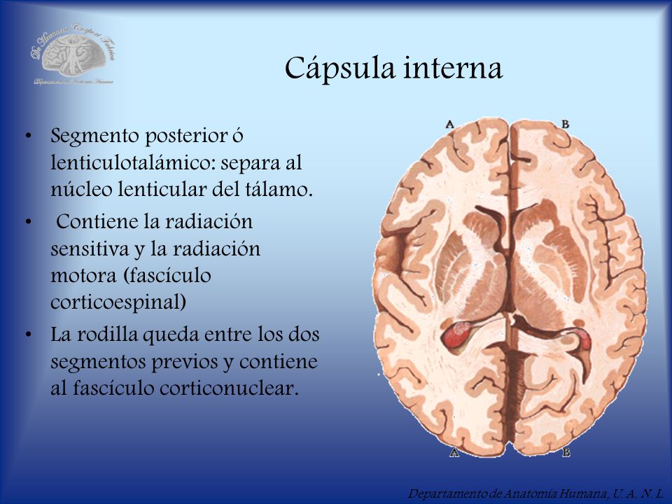 Cápsula interna Segmento posterior ó lenticulotalámico: separa al núcleo lenticular del tálamo.