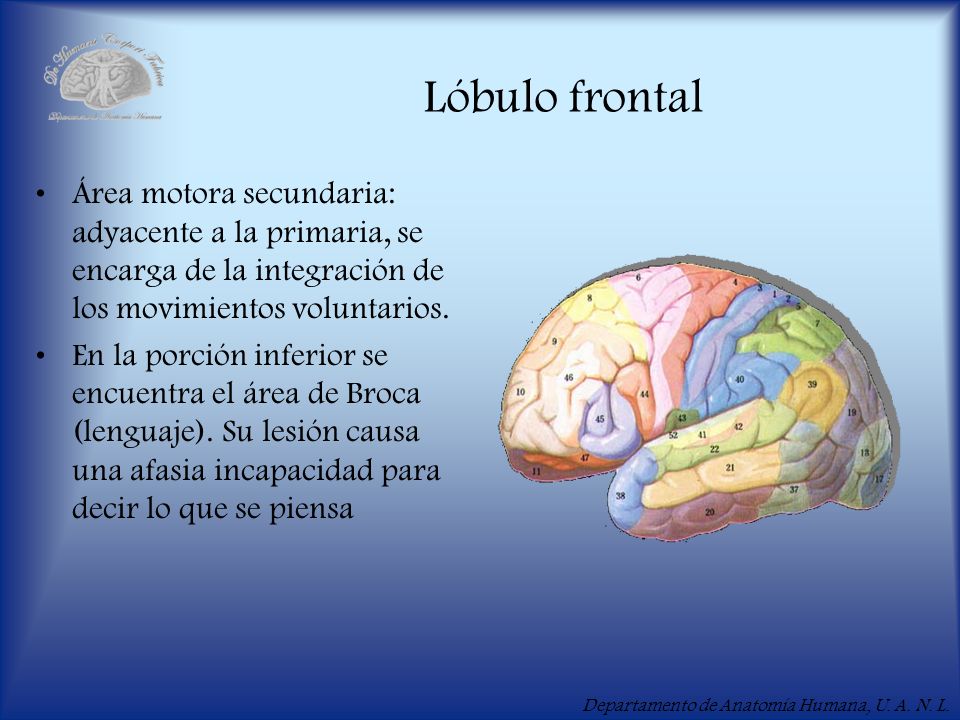 Lóbulo frontal Área motora secundaria: adyacente a la primaria, se encarga de la integración de los movimientos voluntarios.