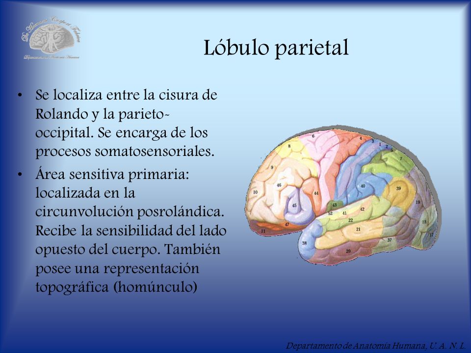 Lóbulo parietal Se localiza entre la cisura de Rolando y la parieto-occipital. Se encarga de los procesos somatosensoriales.
