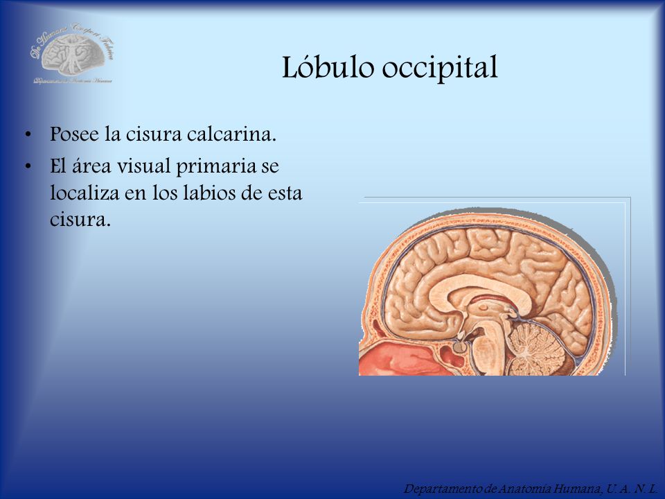 Lóbulo occipital Posee la cisura calcarina.