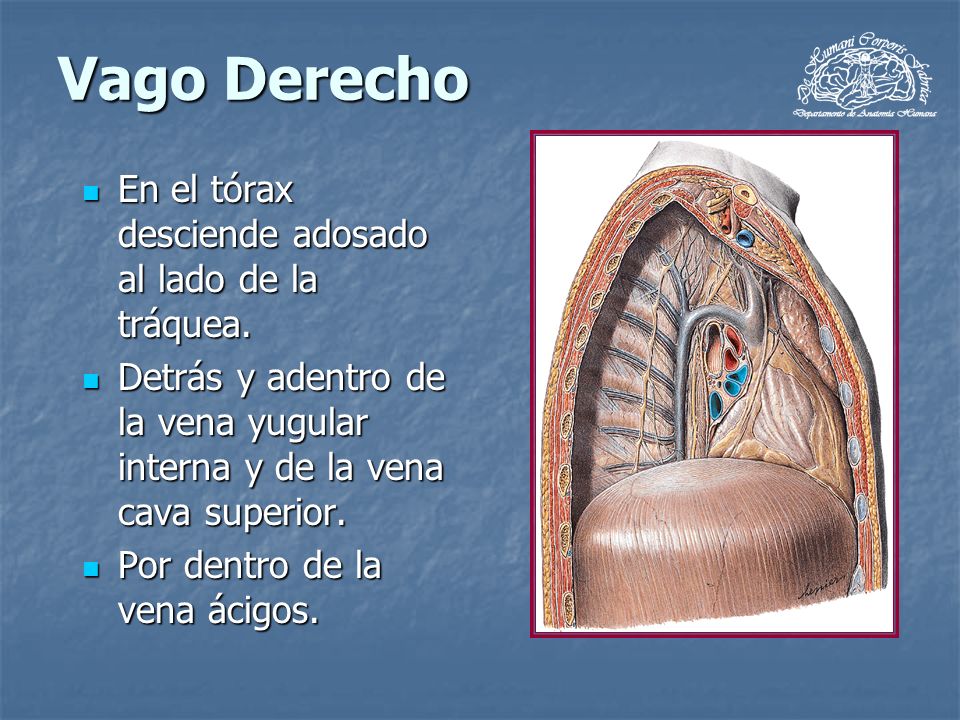 Vago Derecho En el tórax desciende adosado al lado de la tráquea.