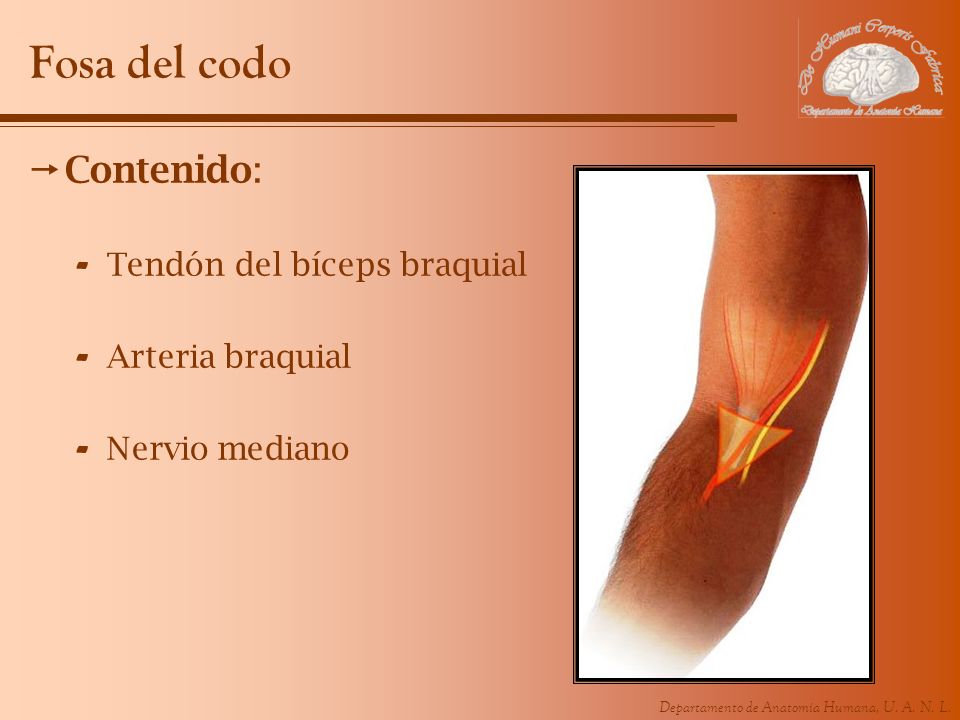 Fosa del codo Contenido: Tendón del bíceps braquial Arteria braquial